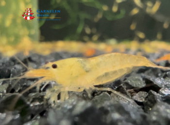 Set 10 x Goldene Tigergarnelen / Tangarine / Orange Tiger